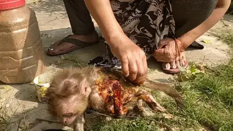 Video thumbnail: Kam kam kam