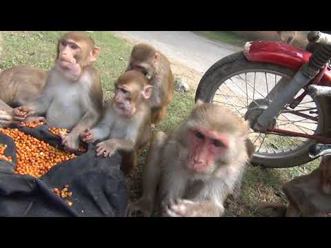 Video thumbnail: Shyam Sadhu - Feeding Monkeys | Sweet Jalota & Kuljeet Singh