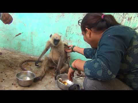 Video thumbnail: Shyam Sadhu's Daughter serving a Langoor
