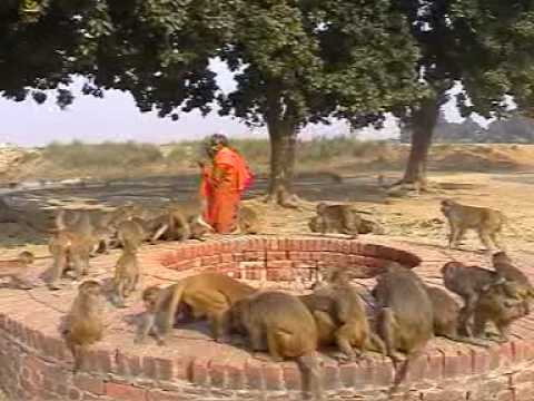 Video thumbnail: Shyam Sadhu feeding monkeys... at Bhaureshwara Temple(near Lucknow)