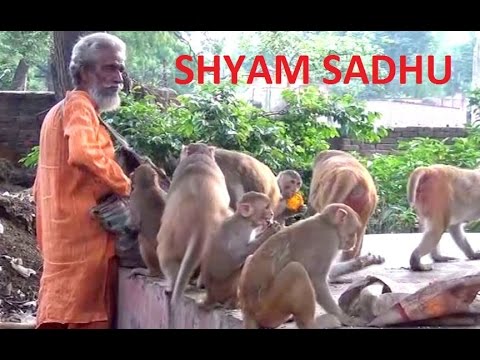 Video thumbnail: Feeding the monkeys - Shyam Sadhu - A must watch video