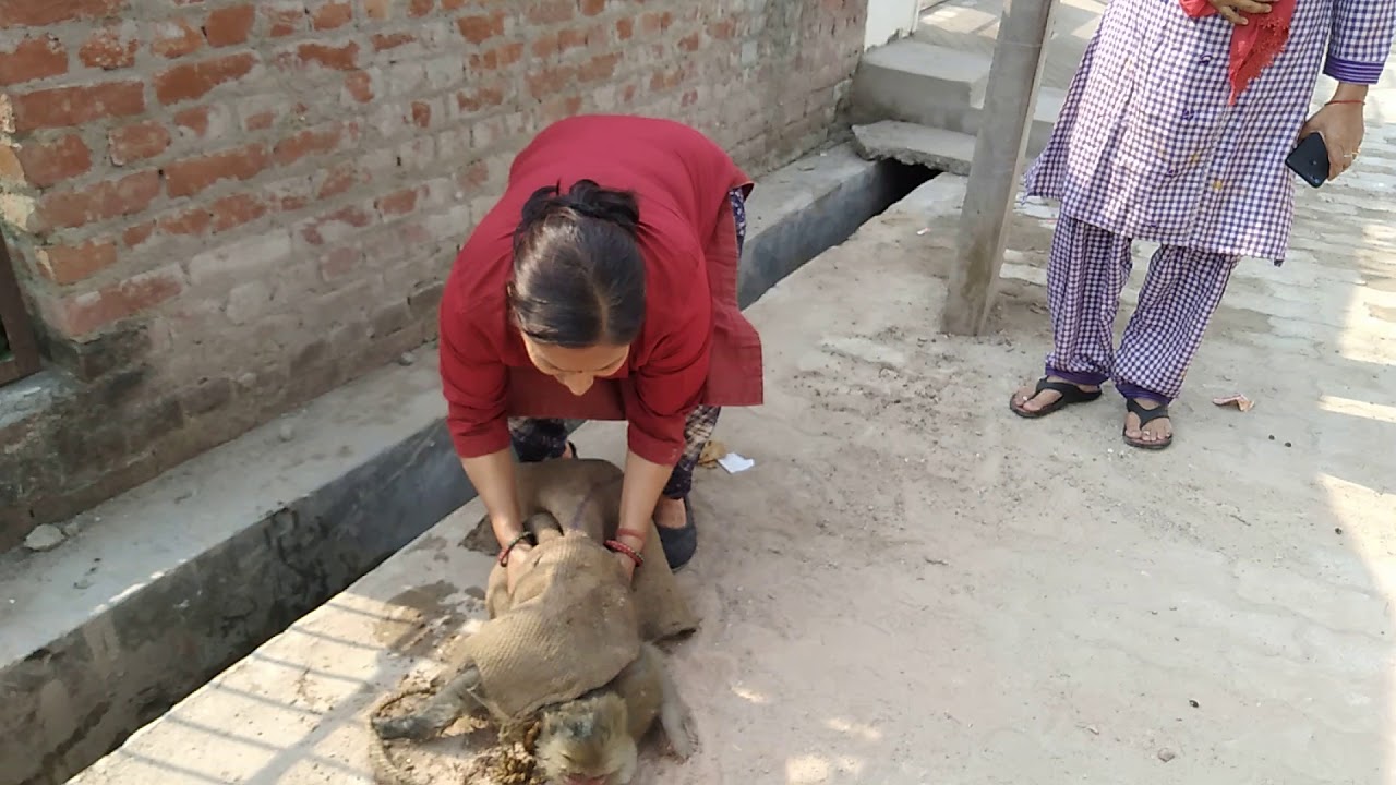 Video thumbnail: Anjali dwara maha seva
