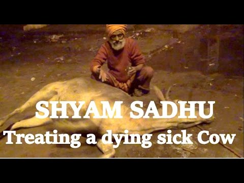 Video thumbnail: Shyam Sadhu treatin a Sick Dying Cow