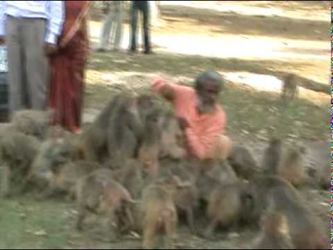 Video thumbnail: Shyam sadhu's Amazing feed to monkeys