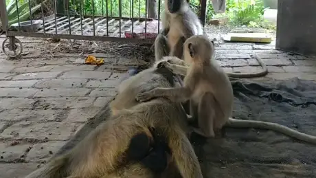 Video thumbnail: ishwar ki sachchi bhakti yahi hai