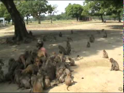 Video thumbnail: Shyam Sadhu at Bhaureshwara Temple near lucknow