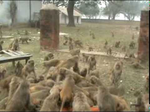 Video thumbnail: Shyam Sadhu doing Vaanarbhoj