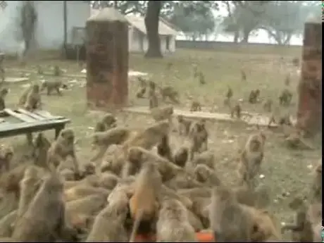 Video thumbnail: Shyam Sadhu doing Vaanarbhoj