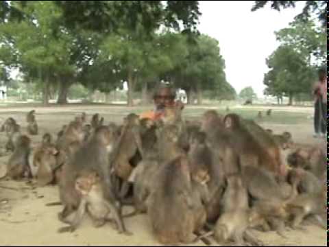 Video thumbnail: Shyam Sadhu - AMAZING FEED TO MONKEYS