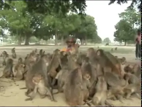 Video thumbnail: Shyam Sadhu - AMAZING FEED TO MONKEYS