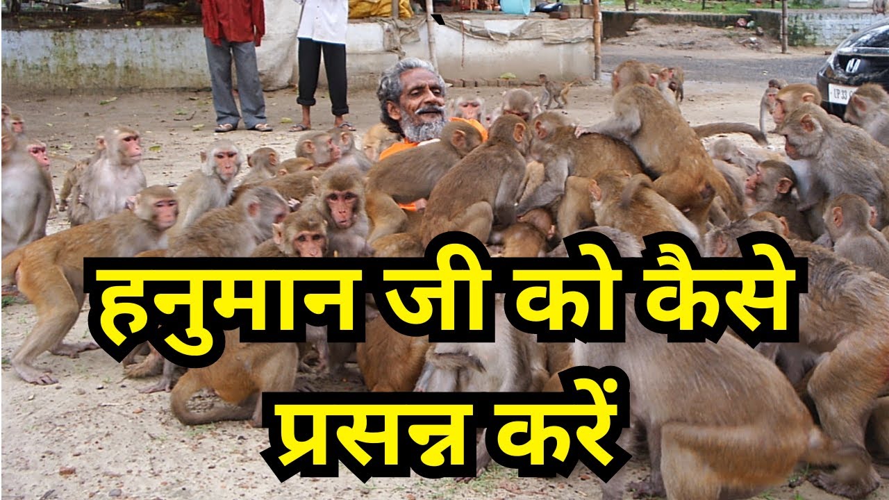 Video thumbnail: Hanuman Bhoj — Love Animals